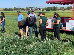 Individuals taking part in a field day at SERF, checking out a lupin crop.