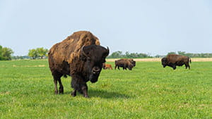 Multiple bisons in a green field