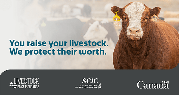 A brown and white cow with ear tags stands in the foreground, with other cattle blurred in the background. Text reads: “You raise your livestock. We protect their worth.” Logos for Livestock Price Insurance, Saskatchewan Crop Insurance Corporation, and Canada appear at the bottom.