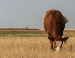 Bryson Cow grazing in a field in Fall
