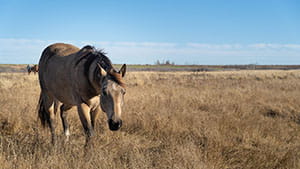 Horse in fall pasture