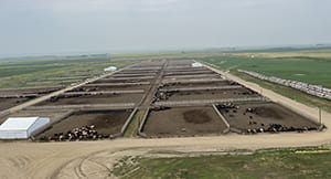 Feedlot