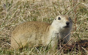 Richardson’s ground squirrel