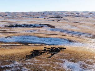 cattle in a large field