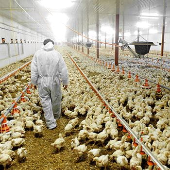A veterinarian inside a poultry farm