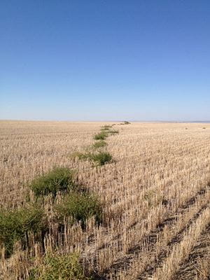 Green bushes in a field of brown crops