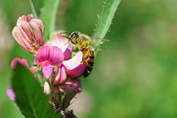 A honey bee on a sainfoin flower