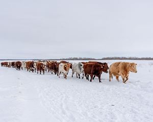 Cattle approaching feeding area