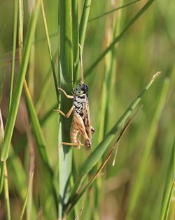 A grasshopper on a leaf