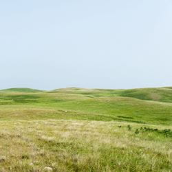 Green pasture and clear blue sky