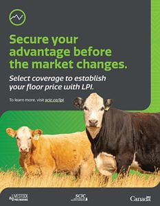 Promotional graphic showing two cattle in a pasture with text reading “Secure your advantage before the market changes” and information about livestock price insurance coverage.