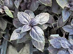 Purple basil
