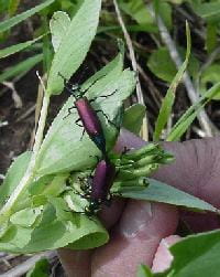 Blister beetle on faba bean