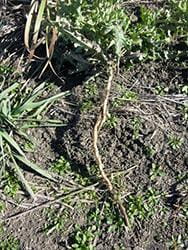 Canada thistle root
