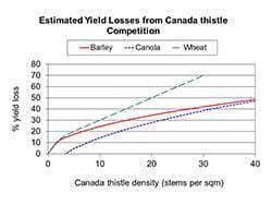 Estimated yield losses from Canada thistle competition