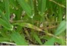 Septoria leaf mottle 