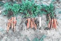 Bunches of imperator carrots