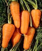 Chantenay carrots