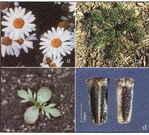 Plants that may be confused with scentless chamomile