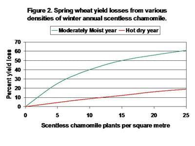 Spring wheat yield losses from various densities of winter annual scentless chamomile