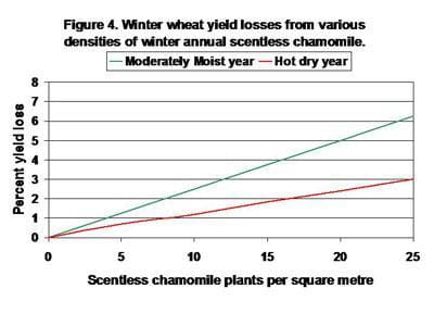 Winter wheat yield losses from various densities of winter annual scentless chamomile