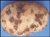 scab on potato