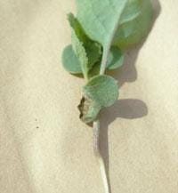 Canola seedling infected with blackleg