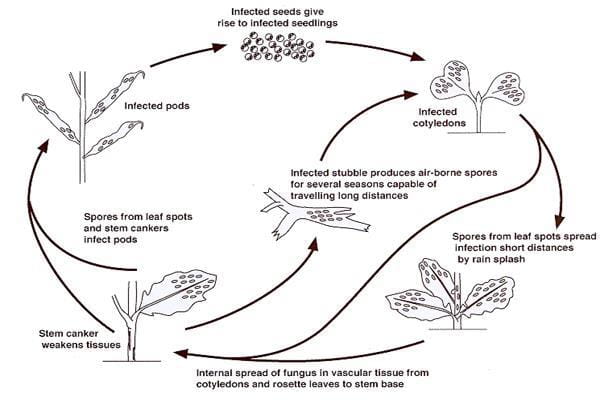 Diagram of Blackleg disease cycle