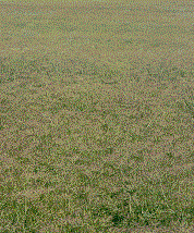 Diseased caraway field