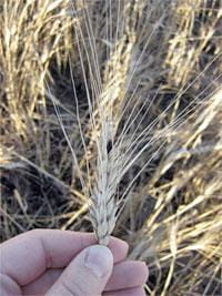 Durum wheat infected with ergot