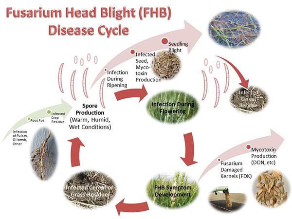 Fusarium Head Blight Disease Cycle Chart