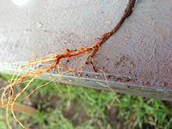 Fusarium root rot on field pea