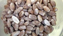 Fusarium damaged results in shrunken chalky kernels