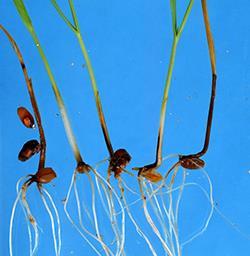 Fusarium crown rot on wheat seedlings