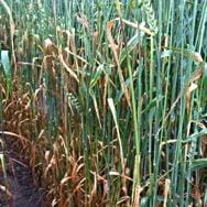 Coalescence of leaf spot lesions and senescence of leaves of Kenyon wheat