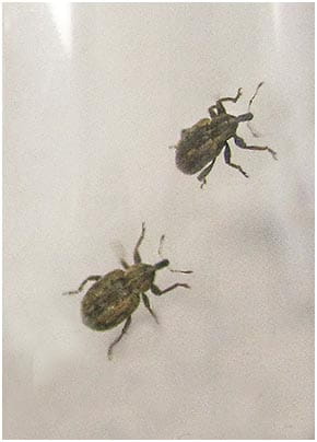 Adult alfalfa weevils