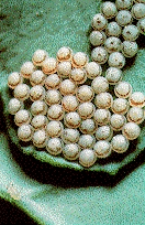 Bertha armyworm eggs