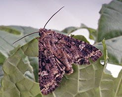 Adult Bertha armyworm moth