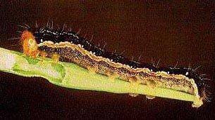 Mature bertha armyworm larvae