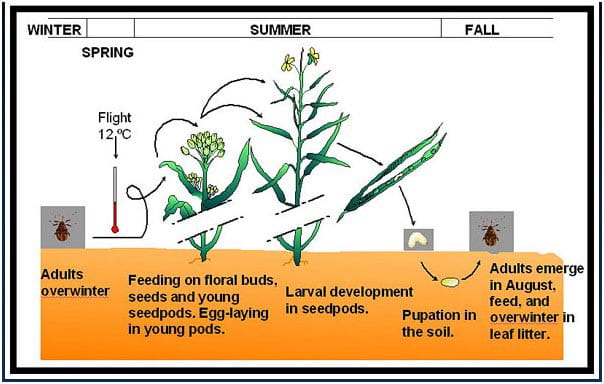 Lifecycle of cabbage seedpod weevil