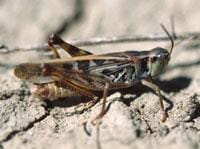 Clear-winged grasshopper