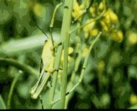 Immature two-striped grasshopper