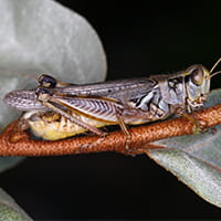 Adult migratory grasshopper
