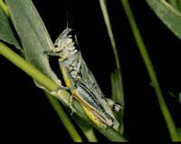 Packard grasshopper
