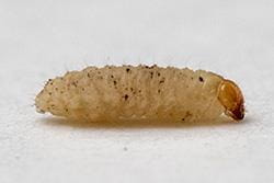 Pea leaf weevil larva