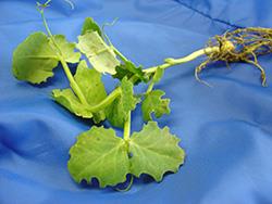 Notch feeding by adult pea leaf weevil on leaf edges