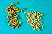 Canola seeds and  wheat midge cocoons