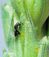 Female parasitic wasp with midge eggs