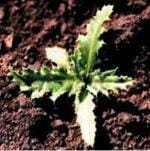 Plants establish for seed or from root buds