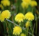 Dandelion